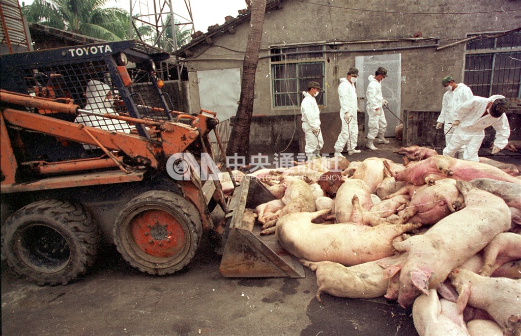爆發口蹄疫疫情,政府成立緊急防疫指揮小組,全面撲殺感染豬隻並補償養豬戶損失。圖為1997年駐軍部隊派出官兵在疫區撲殺病豬。(中央社檔案照片)