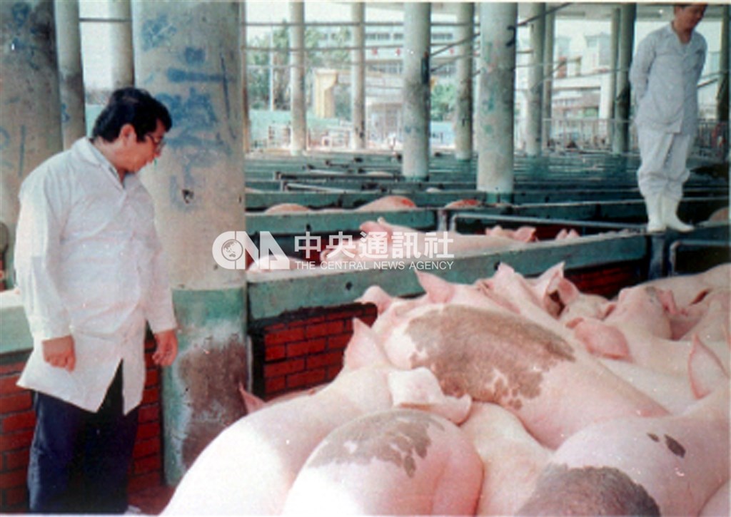 1997年3月爆發口蹄疫疫情,同年5月中旬獲得控制。圖為1997年獸醫嚴格檢查防範感染口蹄疫的毛豬上市。(中央社檔案照片)