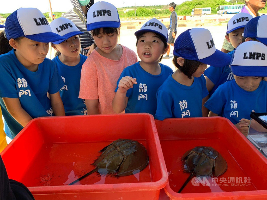 台電18日傍晚在澎湖龍門海域擴大放流條石鯛與象牙鳳螺等魚、貝類,盼豐育海洋漁業資源,現場並安排物種棲地環境教育活動,達到海洋復育與環境教育雙目標。中央社 109年6月18日
