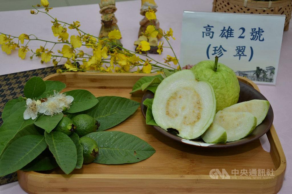 高雄區農業改良場研發的芭樂新品種「高雄2號-珍翠芭樂」今年上市,擁有品質穩定與產量高的雙重特性,將是芭樂界的「夏季天后」。(高雄區農業改良場提供)中央社記者郭芷瑄傳真 109年6月20日