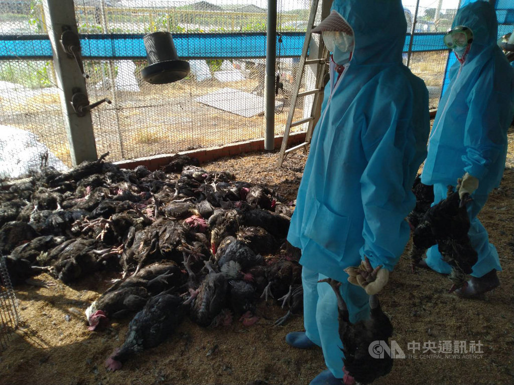 彰化縣大城鄉一間土雞場雞隻異常死亡,彰化動防所驗出場內有H5N5亞型高病原性禽流感病毒,21日撲殺場內9556隻土雞。(彰化縣政府提供)中央社記者吳哲豪傳真 106年6月21日