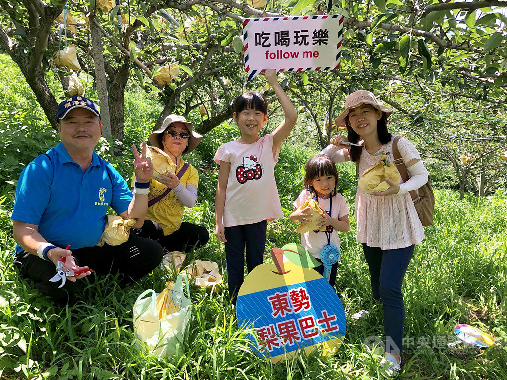 水土保持局台中分局串聯台中山城一帶的東勢等區農會,規劃「浪漫台山線農村防疫安心旅遊」系列活動,27日由東勢區農會率先開跑,與市區多家旅宿業者合作,推出梨產業體驗小旅行,大小朋友親手摘梨樂開懷。(東勢區農會提供)中央社記者郝雪卿傳真 109年6月27日