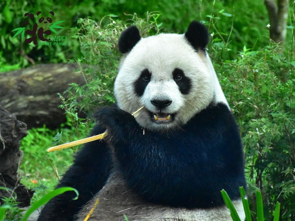 圓仔28日升格當姊姊。(圖取自facebook.com/TaipeiZoo)