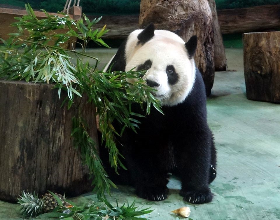 台北市動物園表示,大貓熊圓圓(圖)28日產下一隻大貓熊幼仔,圓仔升格當姊姊。(圖取自facebook.com/TaipeiZoo)