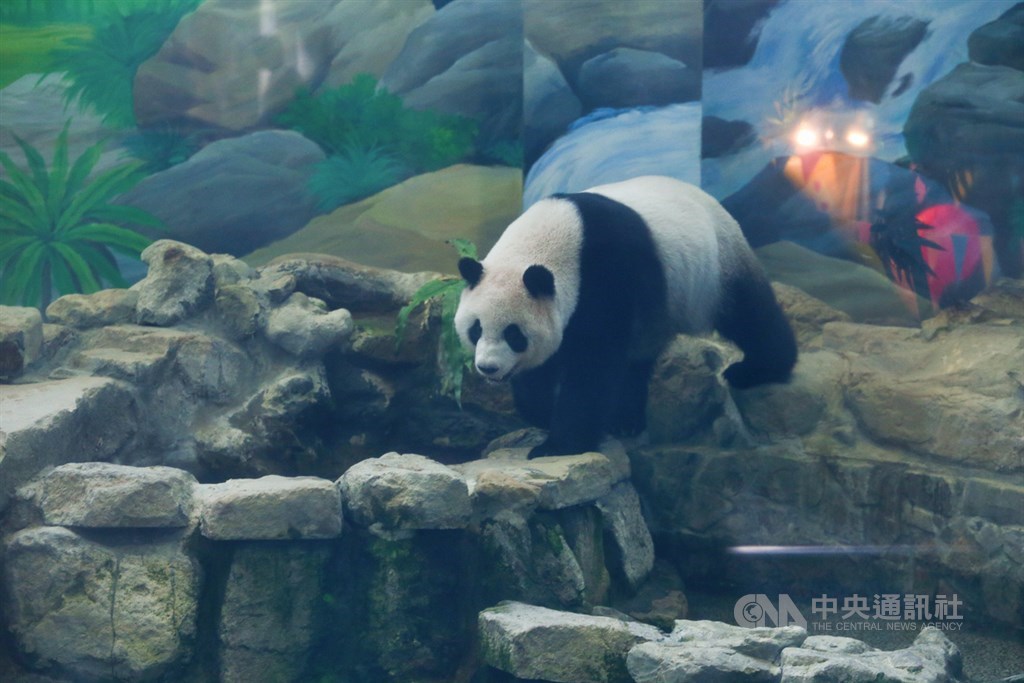 台北市動物園表示,大貓熊圓圓28日產下一隻大貓熊寶寶,圓仔升格當姊姊。圖為圓仔29日在展場內的活動情形,模樣相當可愛。中央社記者謝佳璋攝 109年6月29日
