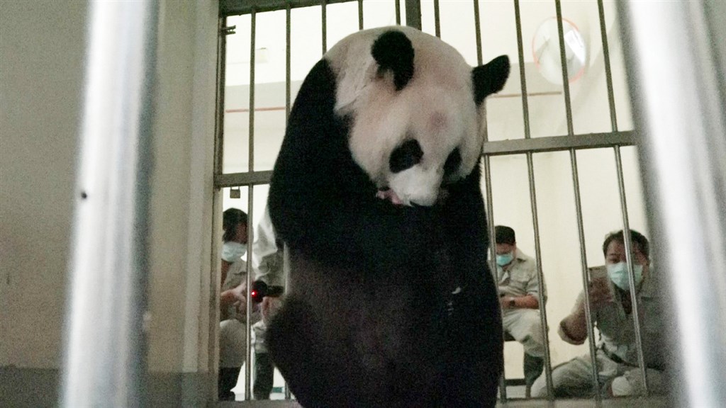 台北市動物園大貓熊「圓圓」28日產女,新生的大貓熊寶寶叫聲宏亮,「圓圓」立刻循聲抱起。(台北市動物園提供)中央社記者梁珮綺傳真 109年6月29日