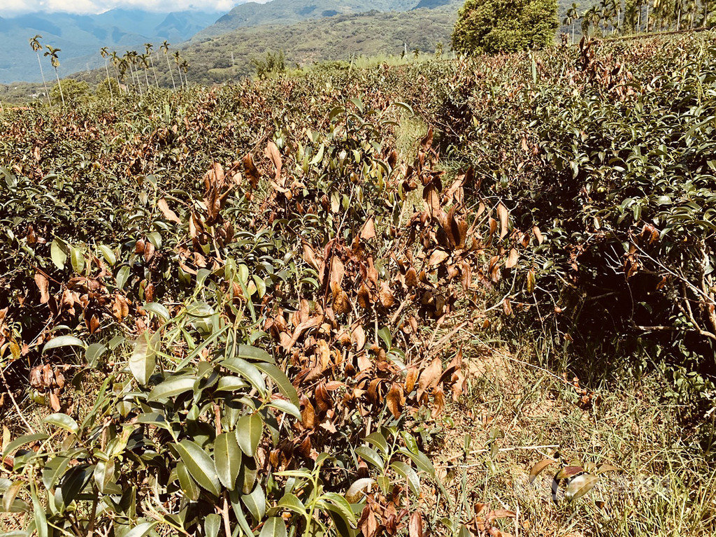 根據氣象站資料,花蓮瑞穗鄉舞鶴地區6月份降雨量僅28毫米,造成茶樹乾旱、葉片枯黃,茶農擔心再繼續熱下去,茶樹可能會死掉。中央社記者李先鳳攝 109年7月1日