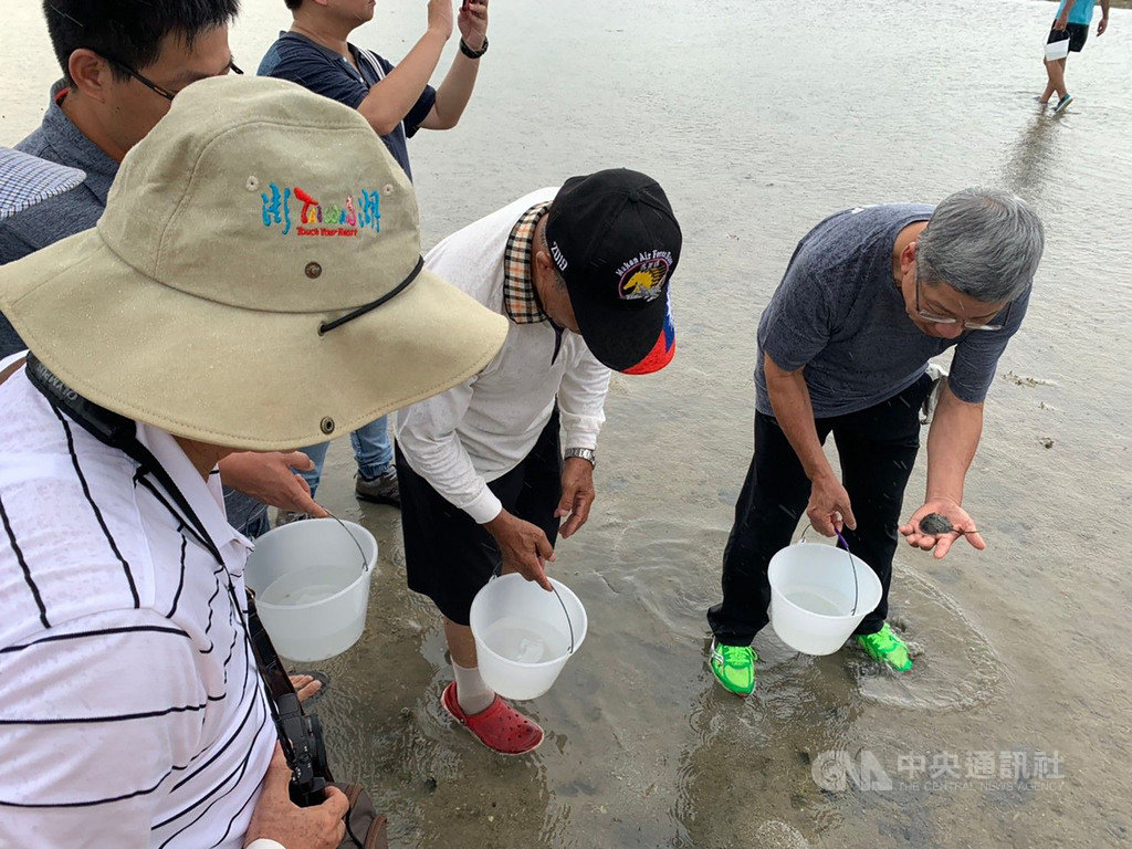 台電尖山電廠今年執行「向海致敬」豐育資源活動,與水試所澎湖海洋生物研究中心合作,1日則首度在紅羅海域放流三棘鱟幼苗,以豐富澎湖海域多樣性的漁業資源。中央社 109年7月1日