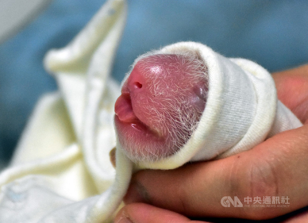 大貓熊新生寶寶至今仍住在保溫箱,從出生至今,共以人工哺育方式喝了18次奶,頭好壯壯。(台北市立動物園提供)中央社記者梁珮綺傳真 109年7月1日