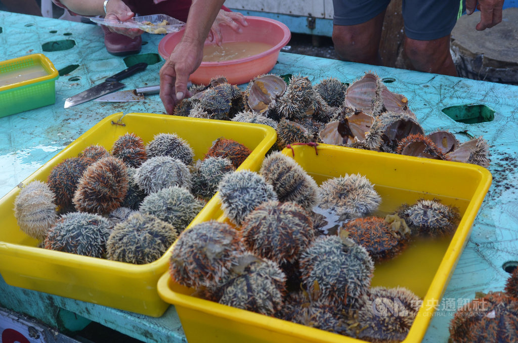 澎湖馬糞海膽1日開放採捕,馬公第三漁港市場魚貨滿滿,市場僅有零星海膽販售,每顆大小在新台幣50至80元不等,吸引民眾搶購嚐鮮。中央社 109年7月1日