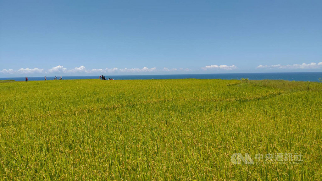 花蓮新社梯田是全台最大的臨海梯田,每年6月下旬稻穗成熟,收割前的金黃稻浪,在碧海藍天襯映下,成為最夯的拍照打卡景點。中央社記者李先鳳攝 109年7月1日
