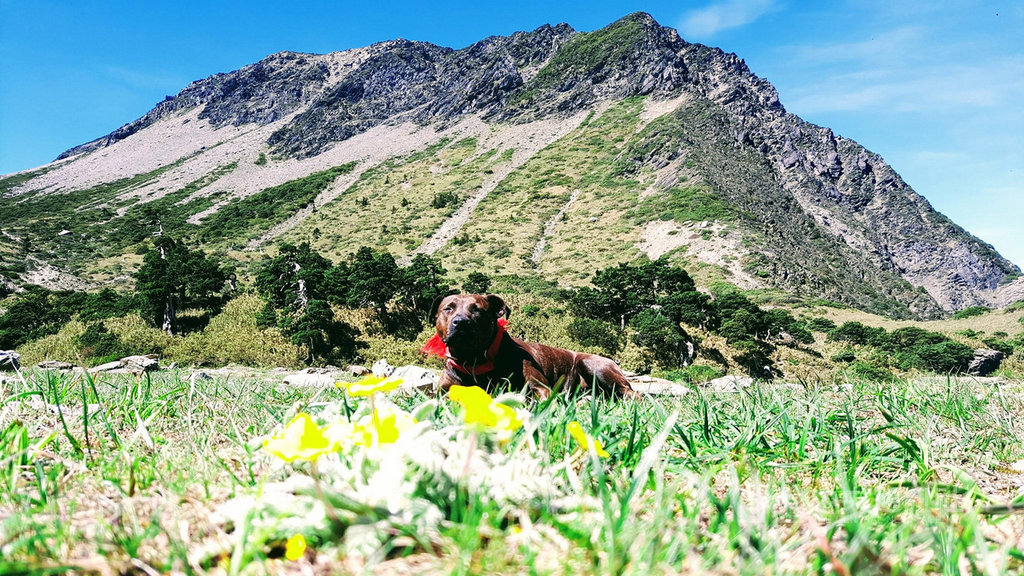 流浪比特犬「小花花」在海拔約3500公尺的南湖圈谷被發現,經過山友們細心照料,已恢復健康與活力。(民眾提供)中央社記者張祈傳真 109年7月1日