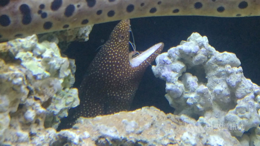 國立海洋科技博物館1日起推出「海洋嘉年華–趣味海洋生物特展」,帶領民眾了解水中生物生存特性。圖為裸胸鯙大口張嘴「歡迎」白背清潔蝦,等待白背清潔蝦入內清理食物殘渣。中央社記者王朝鈺攝 109年7月1日