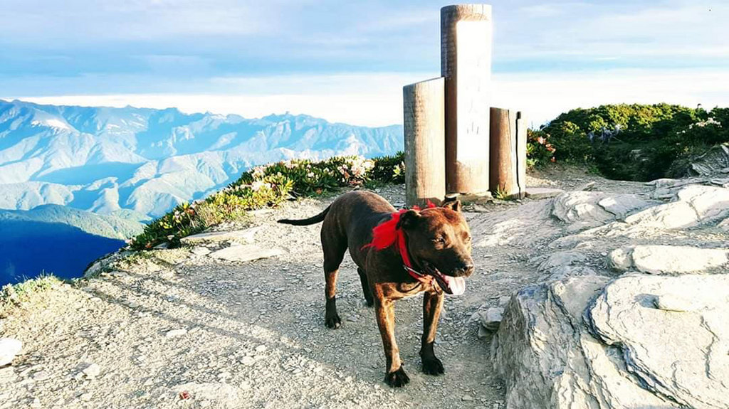 流浪比特犬「小花花」2月在南湖圈谷被發現時傷痕累累、瘦成皮包骨,經山友接力照顧,不僅恢復健康,也變得親人。(登山協作員阿鴻提供)中央社記者張祈傳真 109年7月1日