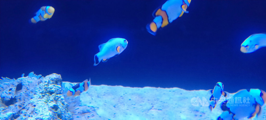 「海洋嘉年華–趣味海洋生物特展」1日起在國立海洋科技博物館登場,展出一般人較少見也難以近距離觀賞的海洋生物,像是白金色的小丑魚等。中央社記者王朝鈺攝 109年7月1日