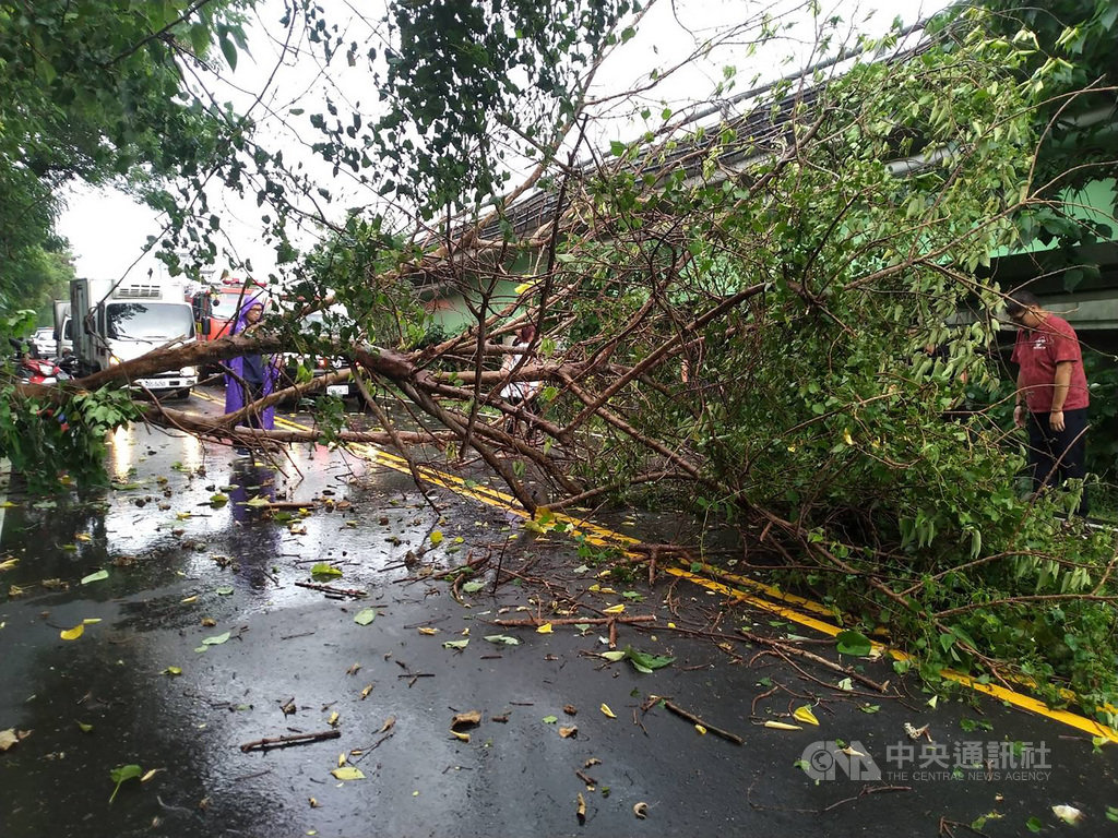 台中地區2日下午大雨滂沱,南屯區筏子東街一段有路樹突然倒塌,一名機車騎士經過疑遭壓傷,消防局獲報到場搶救。(台中市消防局提供)中央社記者蘇木春傳真 109年7月2日