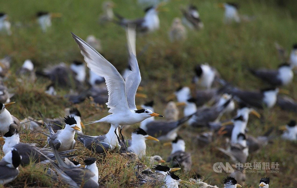 澎湖縣野鳥學會與鳥友張全等近期觀測鳥況時,意外在雞善嶼發現有「神話之鳥」之稱的黑嘴端鳳頭燕鷗,令他們相當振奮。(澎湖野鳥學會鄭謙遜提供)中央社 109年7月3日