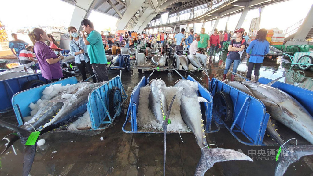 黑鮪魚汛期進入尾聲,今年全台各地黑鮪魚捕獲量都大幅增加,屏東縣東港區漁會3日表示,全台捕獲黑鮪魚共5134尾,相較去年是翻倍成長,也是10多年來最好的一次。(東港區漁會提供)中央社記者郭芷瑄傳真 109年7月3日