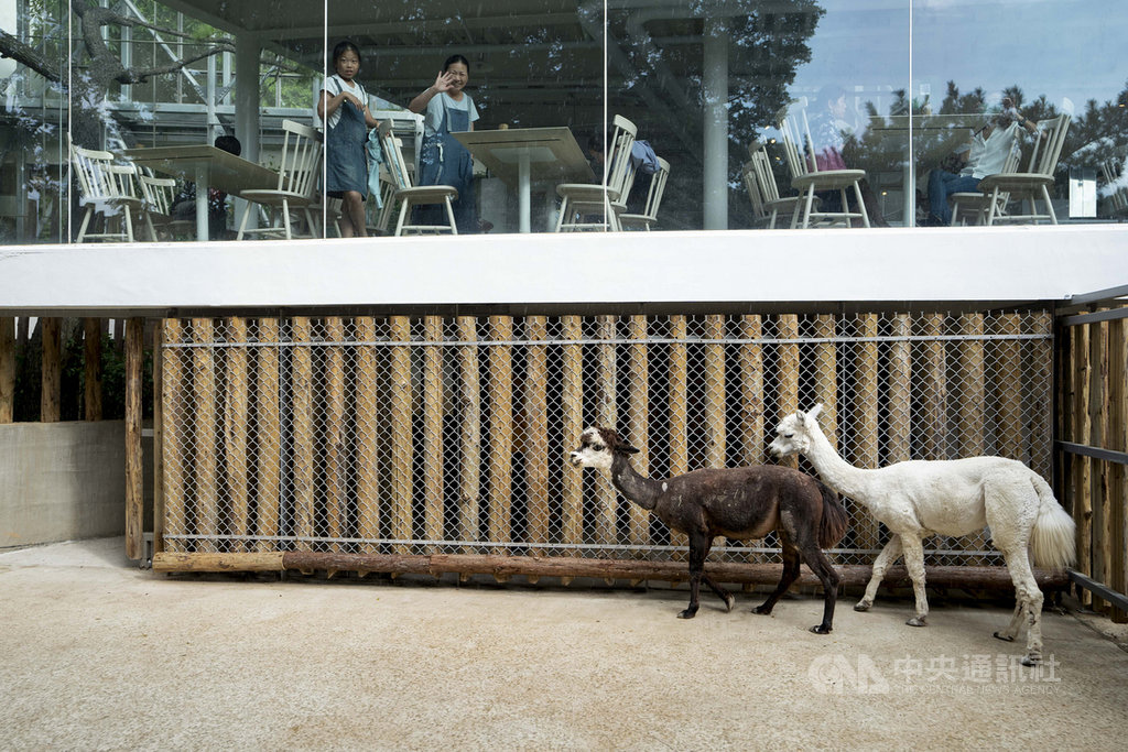 新竹市立動物園向高雄壽山動物園借來羊駝兄弟「咖啡」與「牛奶」,於園內森林食堂用餐的遊客可直接從景觀窗看見牠們,可愛模樣吸睛。(新竹市政府提供)中央社記者魯鋼駿傳真 109年7月5日