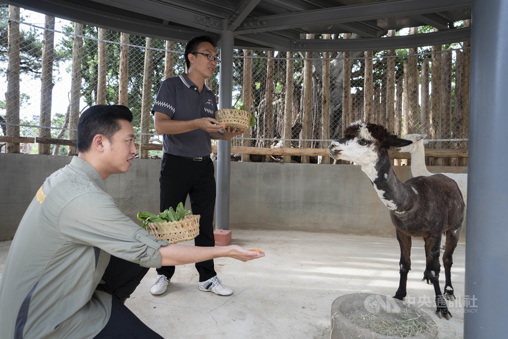 新竹市立動物園向高雄壽山動物園借來羊駝兄弟「咖啡」與「牛奶」,經多月適應後正式上工,新竹市長林智堅(左)5日前往探視,還化身一日飼養員餵食紅蘿蔔、青江菜等點心。(新竹市政府提供)中央社記者魯鋼駿傳真 109年7月5日