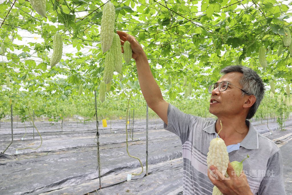 花蓮區農業改良場7日舉辦生產示範觀摩會,副研究員全中和(圖)介紹農改場研發的苦瓜新品種「花蓮7號」,結果數多、口感佳、營養成分高,苦味適中,適合做成各式加工品。中央社記者李先鳳攝 109年7月7日