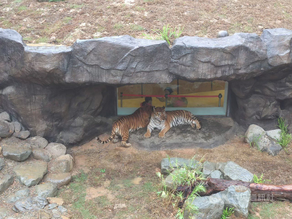 新竹市立動物園的雙胞胎動物明星「兩隻老虎」,將在10日過15歲生日,園方準備特製肉塊冰蛋糕,邀請民眾一起來為牠們慶生。(新竹市政府提供)中央社記者郭宣彣傳真 109年7月8日