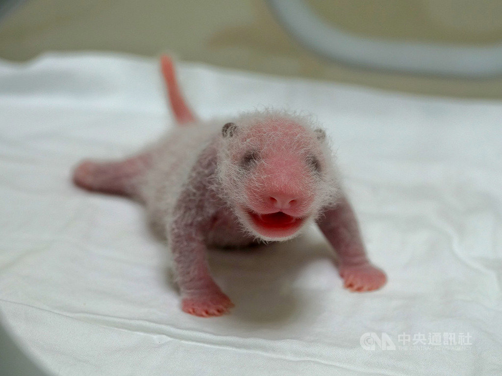 台北市立動物園大貓熊「圓圓」二寶「圓仔妹」8日已10日齡,體重394.6公克,相較出生時體重已成長超過一倍,每天喝奶量也增至128.6公克,穩定成長中。(台北市動物園提供)中央社記者梁珮綺傳真 109年7月8日