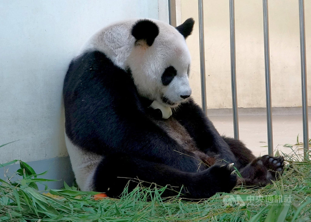 台北市立動物園大貓熊「圓圓」6月28日順利產下二寶「圓仔妹」,園方目前安排保育員暫代母職照顧「圓仔妹」,但為讓「圓圓」維持在自行帶子的狀態,保育員特別準備「仿仔」讓「圓圓」抱在懷中。(台北市動物園提供)中央社記者梁珮綺傳真 109年7月8日