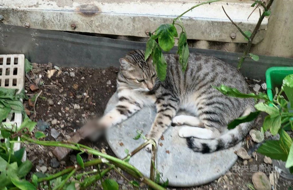 高雄市動物保護處統計今年1至4月,接獲獸鋏救援犬貓共16件。高市動保處指出,查緝及鼓勵持有獸鋏民眾舉發或拾獲獸鋏,可領獎金或禮物;違法使用被查緝也要裁處。(高市府動保處提供)中央社記者王淑芬傳真 109年7月8日