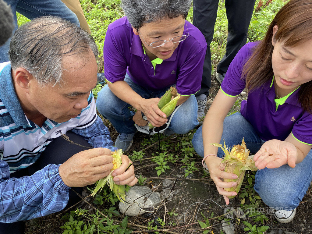 花蓮縣約有1000公頃玉米田,農改場觀察幾乎都受到秋行軍蟲危害;目前為秋行軍蟲緊急防疫第二階段,發生疫情田區政府補助藥劑和第一次工資,以控制疫情;會陸續盤點進入第三階段由農民自主管理。中央社記者李先鳳攝 109年7月9日