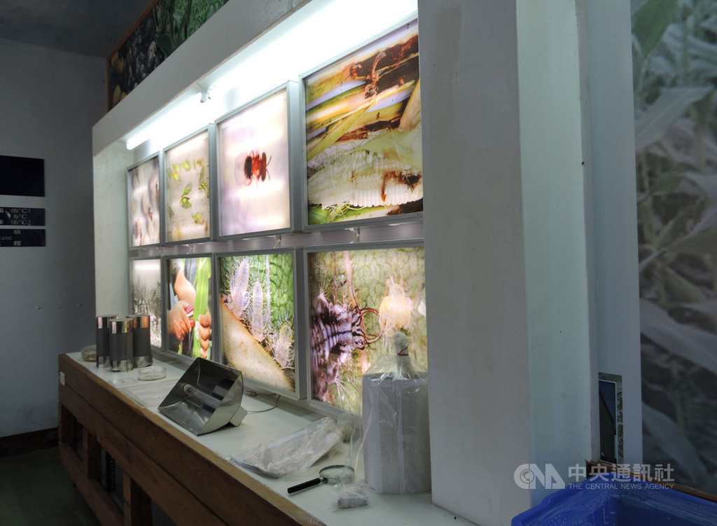 曾是東部重要製糖工場的花蓮糖廠,將設備、技術展示出來做為觀光賣點之一,也留下養蜂室;因而成為全國唯一養殖赤眼卵寄生蜂的地方。中央社記者李先鳳攝 109年7月9日