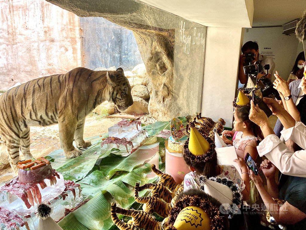 新竹動物園兩隻老虎開15歲慶生趴大啖特製蛋糕 生活 中央社cna