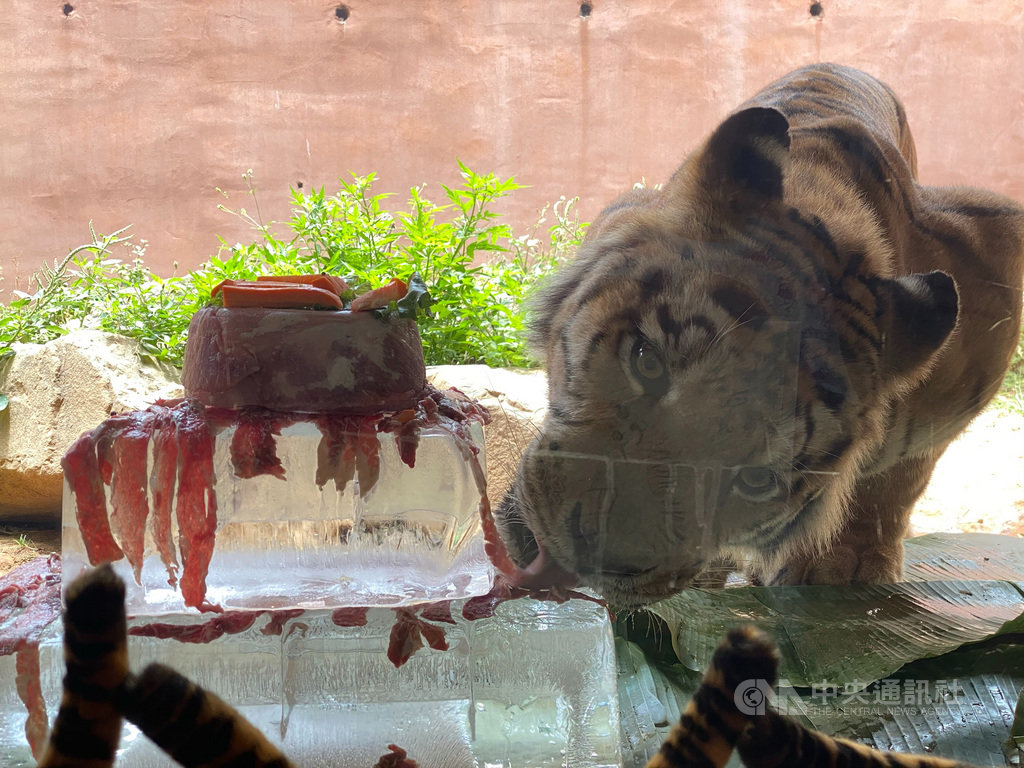 新竹市立動物園裡的孟加拉虎兄弟「六福」、「來福」10日滿15歲,園方特別舉辦生日派對,並特製「肉塊冰蛋糕」,讓兩隻老虎開心度過生日。中央社記者魯鋼駿攝 109年7月10日