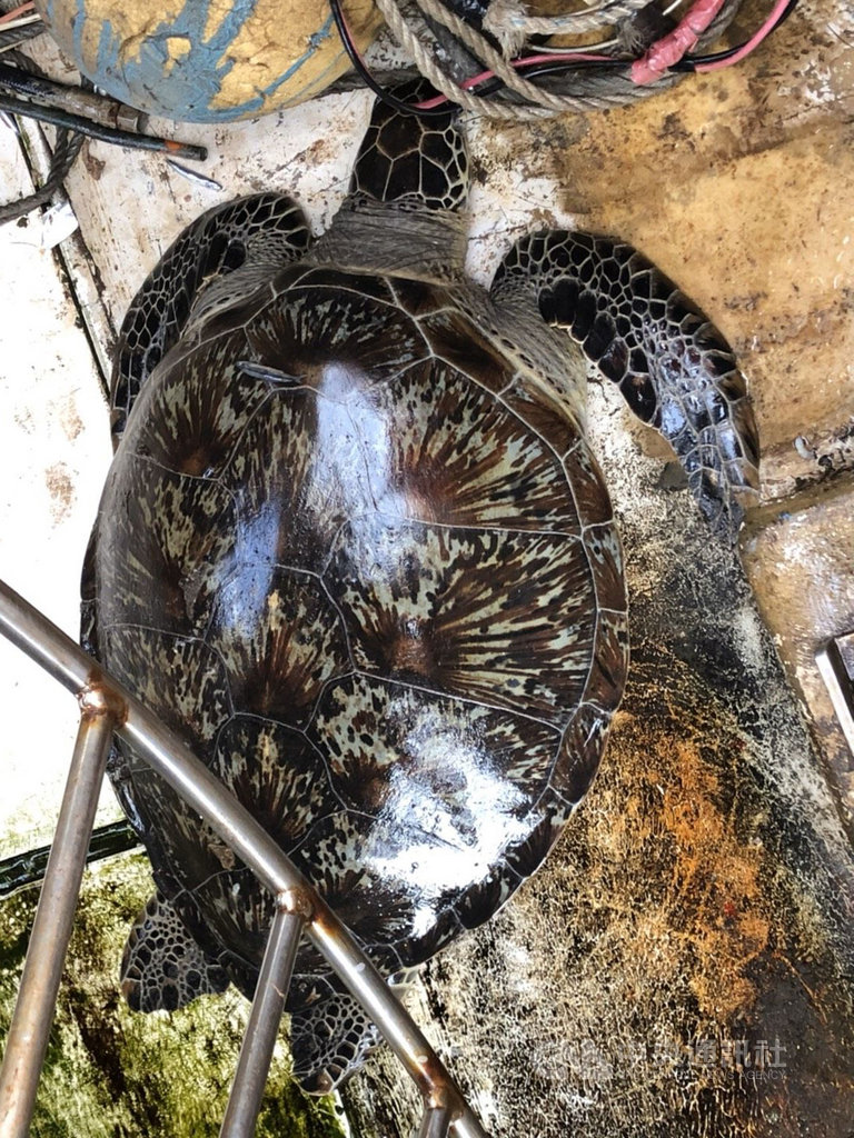澎湖籍「金吉亨」漁船10日在赤崁海域作業時,意外捕獲一隻綠蠵龜,岸巡與澎湖縣政府立即送往澎湖海龜救護收容工作站安置。(第七岸巡隊提供)中央社 109年7月10日