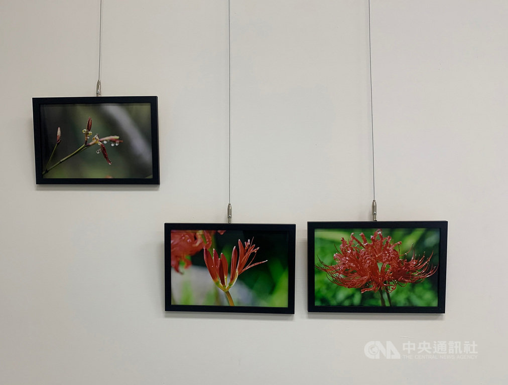 「東.影第三屆學生攝影展」11日開展,馬祖東引國民中小學畢業生陳邑瑄以攝影展現家鄉認同,在跨島求學前記錄生長15年家鄉風景。她學習攝影後常蹲點拍攝,觀察動植物生態,拍攝的紅花石蒜代表馬祖,也藉含苞與綻放花蕊象徵自己青春正盛、準備萌發的成長。中央社記者邱筠攝 109年7月11日