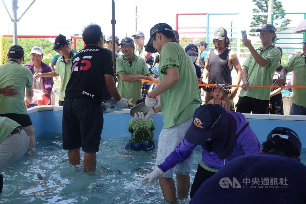澎湖縣竹灣國小創校百週年校慶,11日舉辦慶祝大會,校方特別闢建魚池,邀請畢業校友下場體驗抓魚,成為校慶活動一大焦點,讓眾人留下趣味回憶。中央社 109年7月11日