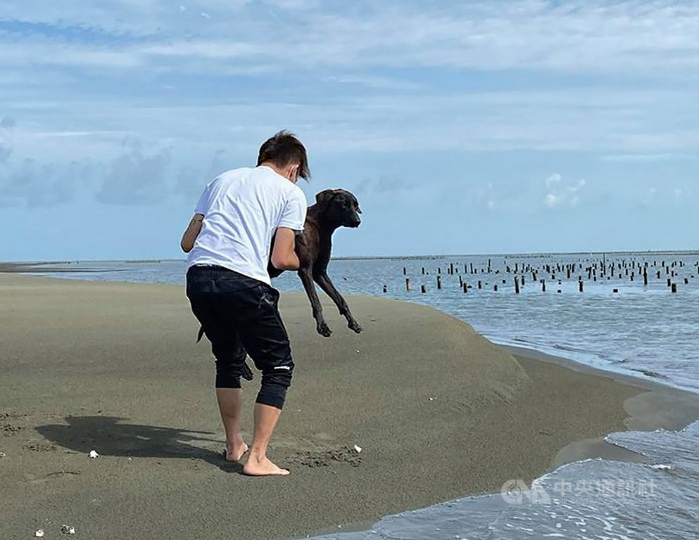 嘉義縣東石外海外傘頂洲有隻流浪母犬受困沙洲已長達1年多時間,愛犬人士鄭又瑋日前與友人渡海到沙洲,總算成功將狗救出,帶回治療。(鄭又瑋提供)中央社記者蔡智明傳真 109年7月11日