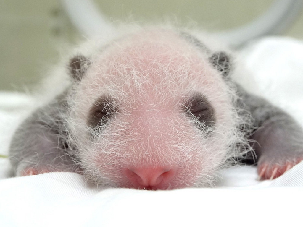 台北市動物園大貓熊圓仔的妹妹6月底呱呱落地,至今已15日齡,開始出現黑眼圈、耳朵、小背心等色斑特徵,開始有「大貓熊」的樣子。(台北市動物園提供)中央社記者梁珮綺傳真 109年7月13日