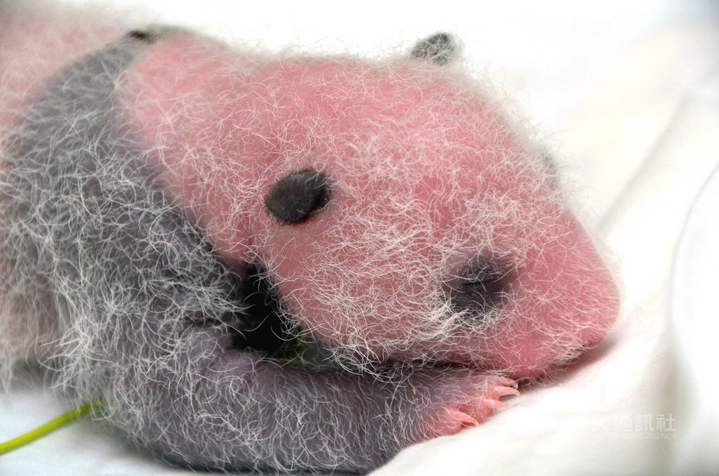 台北市動物園大貓熊圓仔的妹妹6月底出生至今,已15天大,開始出現黑眼圈、身上的黑色小背心也每日加深。(台北市動物園提供)中央社記者梁珮綺傳真 109年7月13日