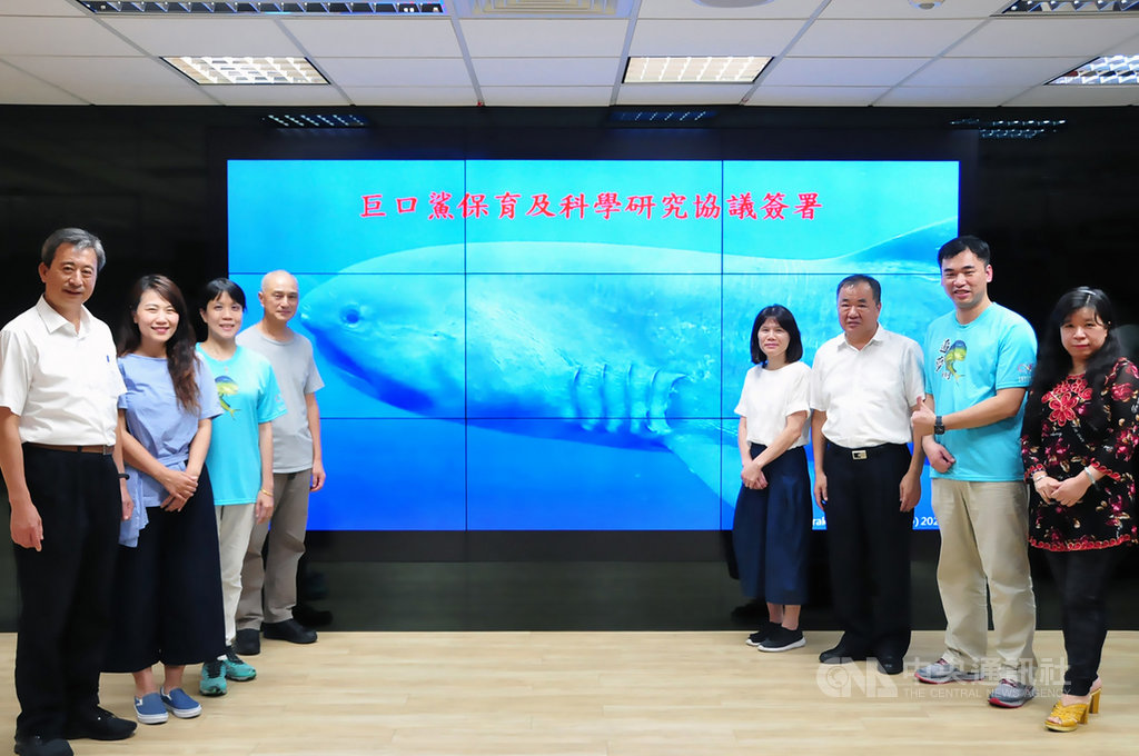 響應「鯊魚關注日」,台灣動物社會研究會與漁民達成5大協議,包含即日起無論所捕獲巨口鯊存活與否,皆應在原位置予以釋放等,讓巨口鯊保育工作邁向新里程碑。(台灣動物社會研究會提供)中央社記者楊淑閔傳真 109年7月14日