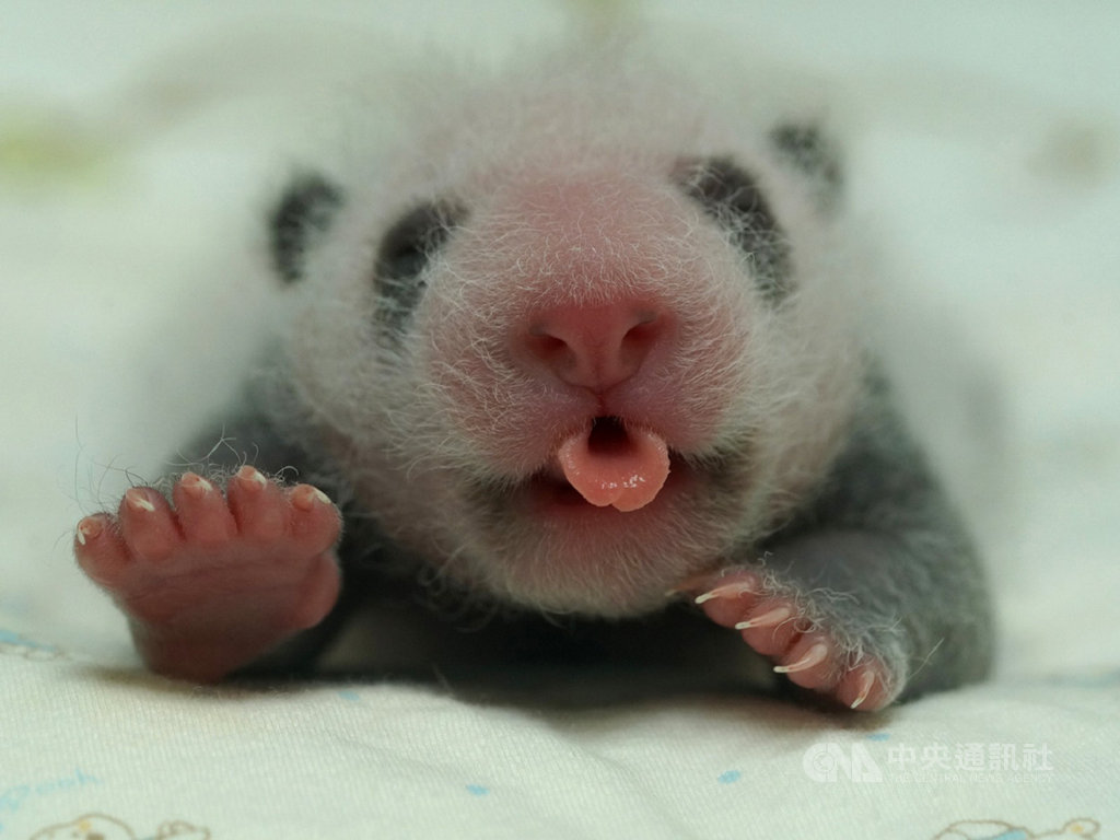 台北市立動物園大貓熊寶寶「圓仔妹」頭好壯壯,每天吃飽睡、睡飽吃,約15分鐘就把母奶喝光光。(台北市立動物園提供)中央社記者梁珮綺傳真 109年7月15日