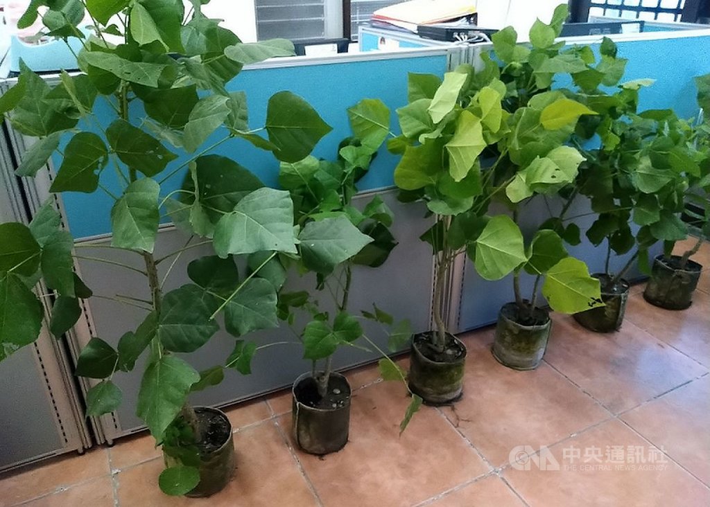 花蓮林管處長期在豐濱鄉新社村辦理「森-川-里-海」生態農業倡議平台,關心部落發展及需求,得知部落代表性的原生種刺桐漸少,特地培苗後將苗木送給部落。(花蓮林管處提供)中央社記者李先鳳傳真 109年7月15日