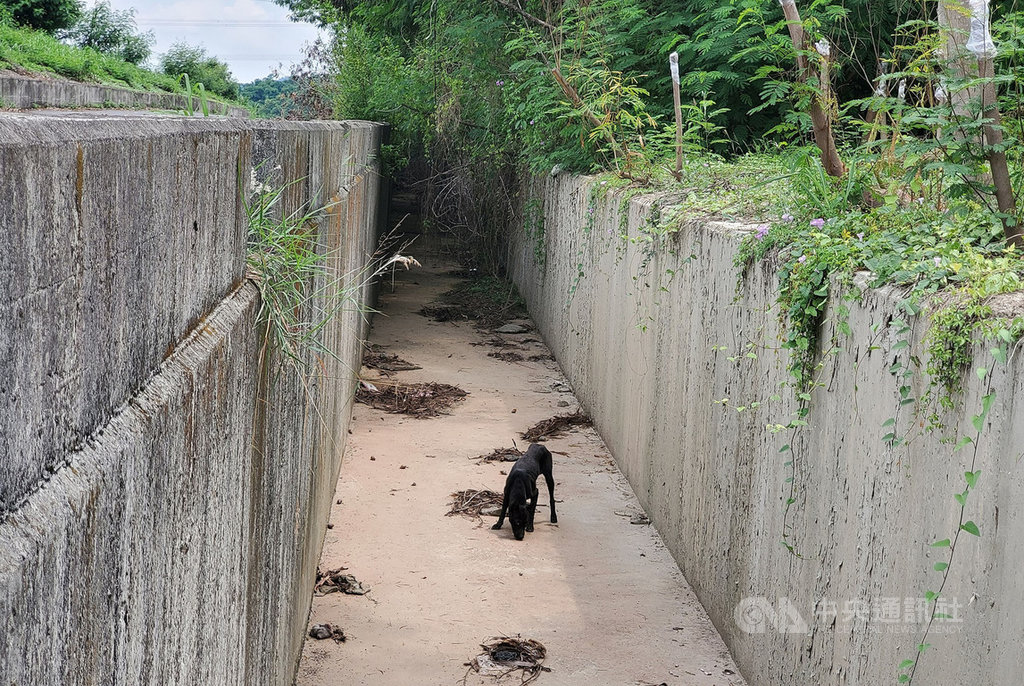 台灣動物緊急救援小組15日表示,一隻黑色流浪犬受困大排水溝約一週,無法自行脫困導致嚴重脫水瘦成皮包骨,人員獲報趕往救出送醫。(台灣動物緊急救援小組提供)中央社記者陳朝福傳真 109年7月15日
