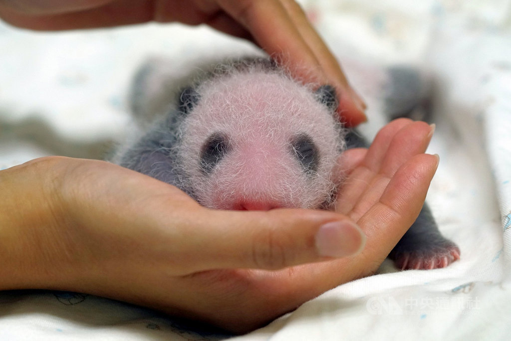 台北市立動物園保育員照顧大貓熊寶寶「圓仔妹」,會花10至15分鐘左右時間輕輕幫「圓仔妹」翻轉、按摩身體。(台北市立動物園提供)中央社記者梁珮綺傳真 109年7月15日