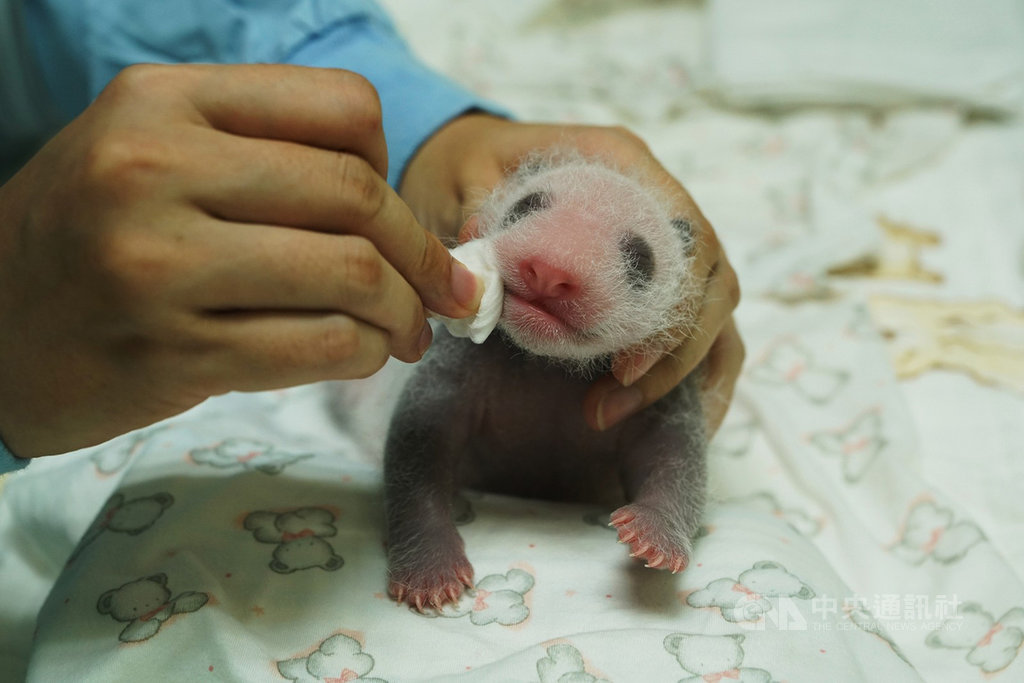 台北市立動物園保育員照顧大貓熊寶寶「圓仔妹」,扮演大貓熊媽媽角色,會用濕棉球幫「圓仔妹」擦澡。(台北市立動物園提供)中央社記者梁珮綺傳真 109年7月15日