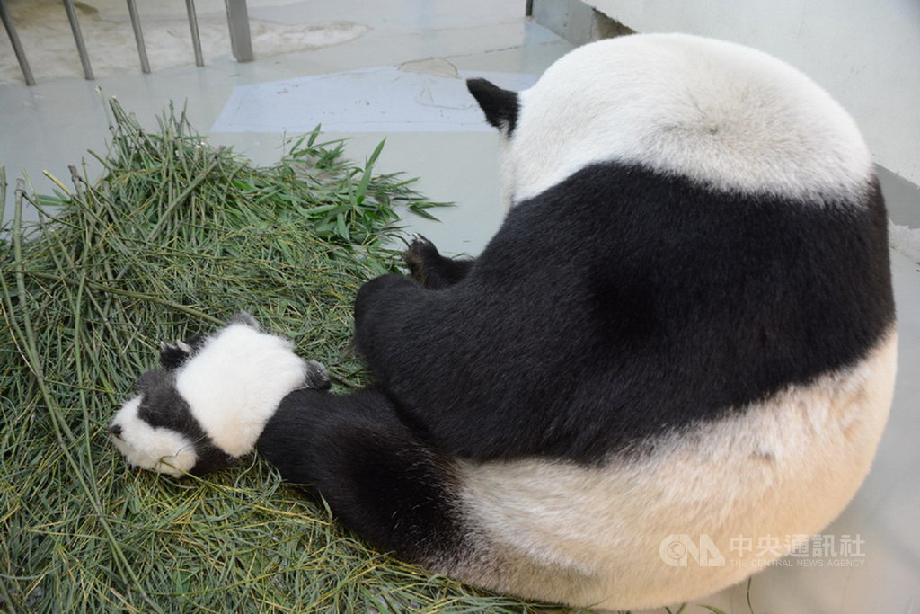 台北市立動物園貓熊「圓仔」小時候在母親「圓圓」身邊,一度睡到「倒頭栽」。(台北市立動物園提供)中央社記者梁珮綺傳真 109年7月15日