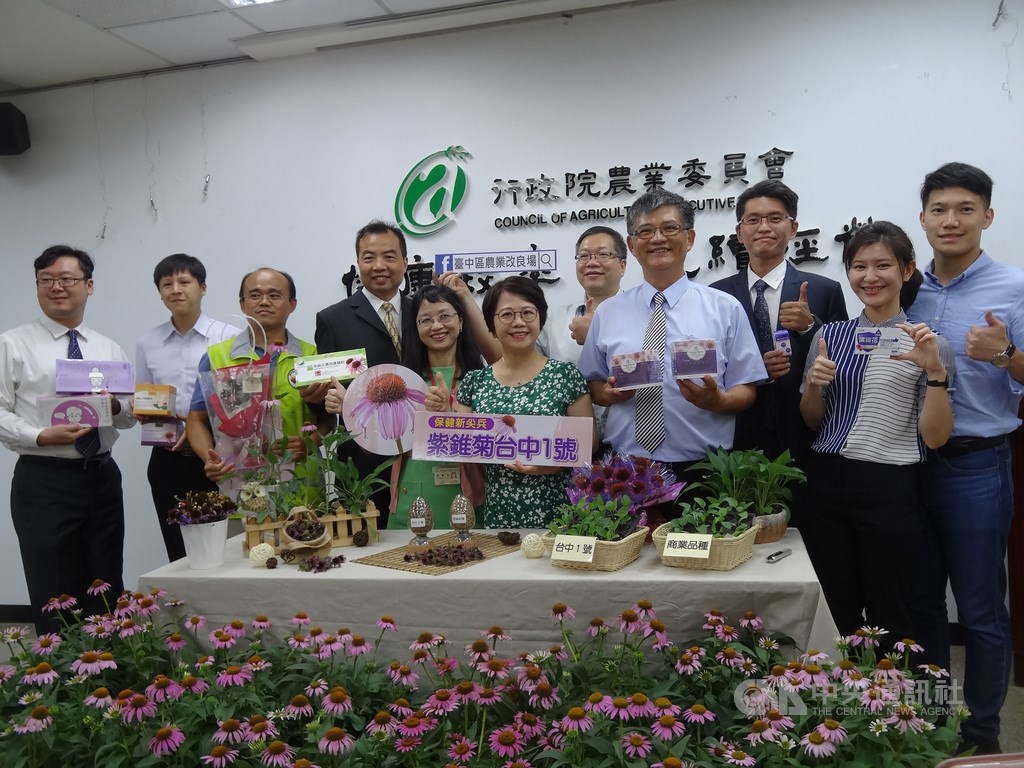 農委會台中區農改場16日公布國內首個本土育成的紫錐菊新品種「台中1號」,台中農改場並表示,目前正用新育成的「台中1號」試驗對抗新型冠狀病毒中。中央社記者楊淑閔攝 109年7月16日