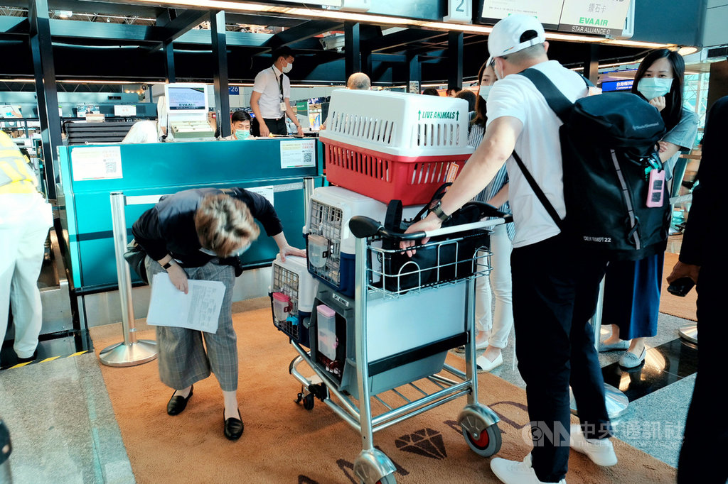 台灣首位女性駐美代表蕭美琴(左)22日啟程赴美就任,傍晚現身桃園國際機場,她也帶著4隻貓同行,辦理登機相關手續時不忘關心貓籠裡的貓咪,更不時輕聲呵護「好好好,不要緊張」。中央社記者吳睿騏桃園攝 109年7月22日