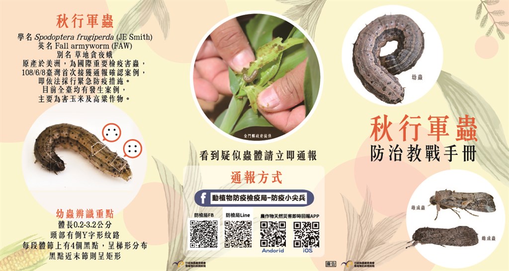 秋行軍蟲寄主範圍廣,能為害多種植物。圖為秋行軍蟲辨識與通報方式。(圖取自防檢局網頁baphiq.gov.tw)