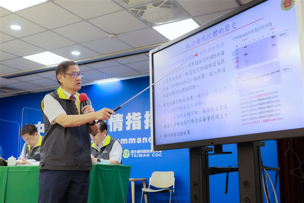 國衛院研究發現,運用治療性抗體治療感染新型冠狀病毒的倉鼠,經動物試驗發現,倉鼠的活動力不會因此降低,肺部病毒量卻大幅下降,治療效果令人振奮。(中央流行疫情指揮中心提供)